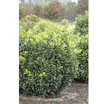 Laurierkers in de tuin