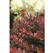 Zuurbes met rode bladeren in de tuin