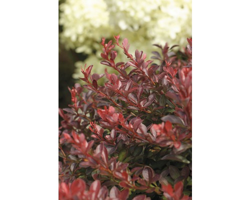 Zuurbes met rode bladeren in de tuin