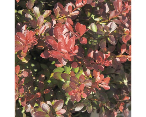 Close-up van een Berberisstruik met rode bladeren