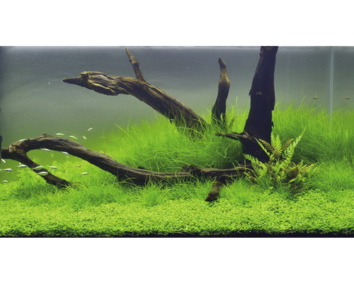 Aquarium met aquariumplanten en wortelhoutdecoratie