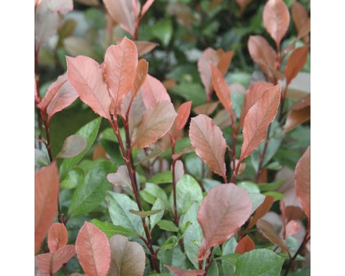 Op de afbeelding is een glansmispel met bladeren te zien.