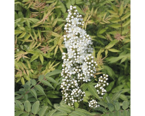 Bloeiwijze van een Spierstruik plant