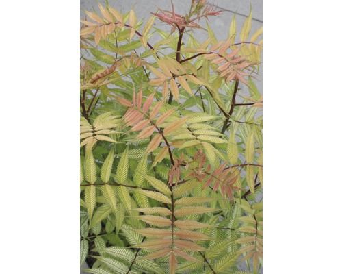 Close-up van een lijsterbes met geveerde bladeren