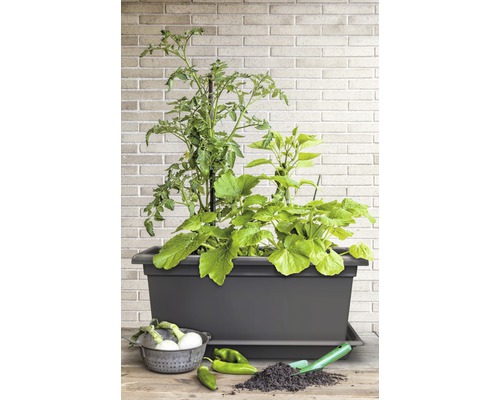 Verhoogde tuinbak met tomaten- en courgetteplanten, groenten en tuingereedschap