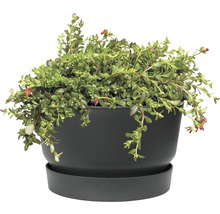 Planten in een bloempot met schotel