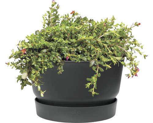 Planten in een bloempot met schotel