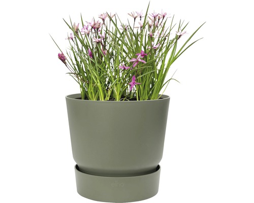 Bloempot met bloeiende planten