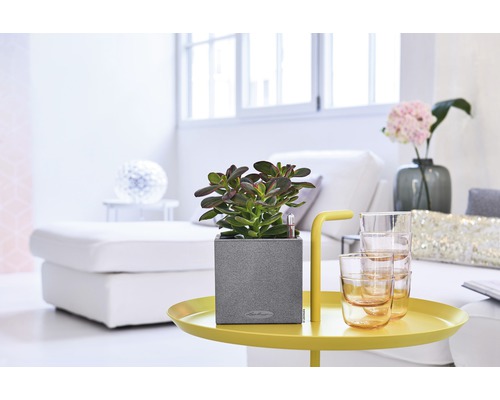 Kamer met vetplant in een grijze plantenbak op een gele tafel