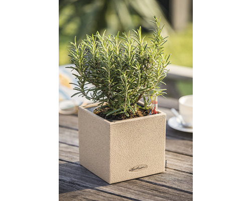 Rozemarijn in een Lechuza plantenbak op een houten tafel
