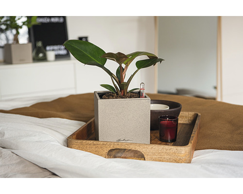 Plant in vierkante pot op houten dienblad met kaars op een bed