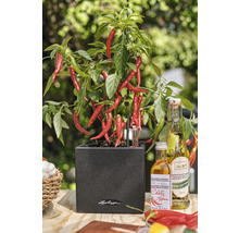Chiliplant in een donkere pot met chili-olieflessen op een tafel