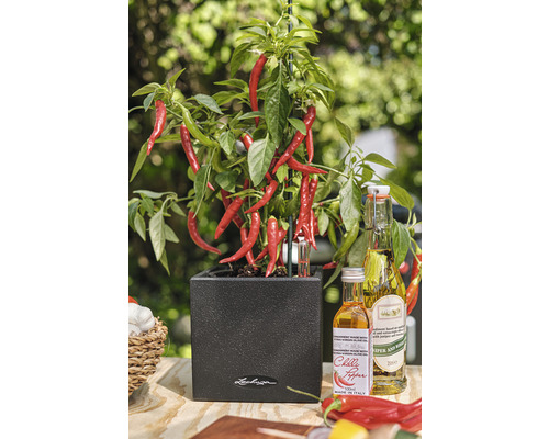 Chiliplant in een donkere pot met chili-olieflessen op een tafel