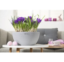 Decoratieve krokussen in een grijze plantenbak op een tafel