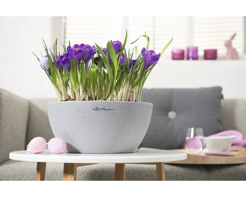 Decoratieve krokussen in een grijze plantenbak op een tafel
