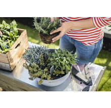 Vrouw plant kruiden in een pot op een tuintafel, naast een houten kist met kruiden