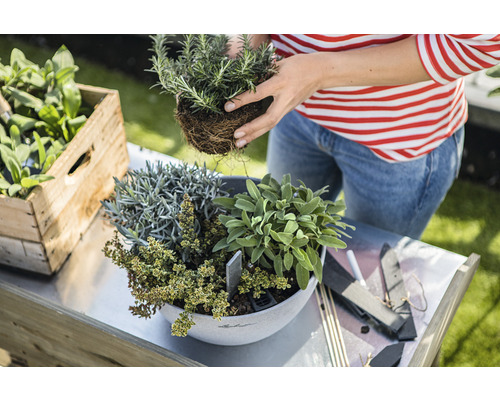 Vrouw plant kruiden in een pot op een tuintafel, naast een houten kist met kruiden