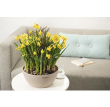 Gele narcissen in een pot op een tafel naast een bank.
