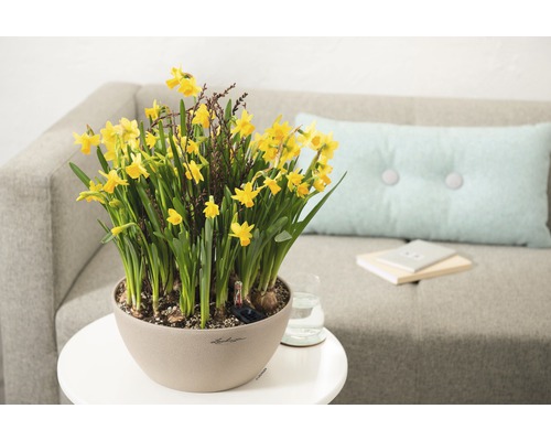 Gele narcissen in een pot op een tafel naast een bank.