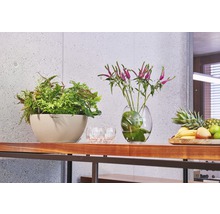 Decoratieve kamerplanten in plantenbakken en vazen op een houten plank.