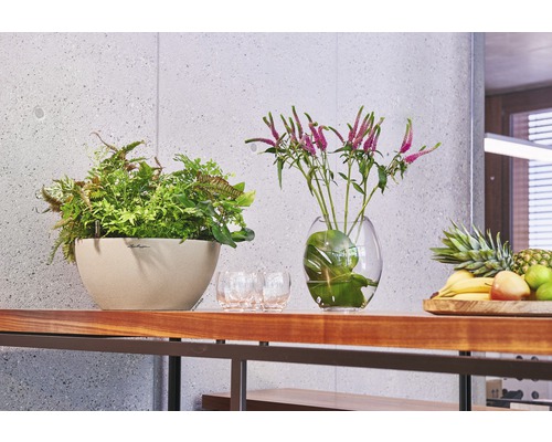 Decoratieve kamerplanten in plantenbakken en vazen op een houten plank.
