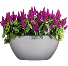 Celosia bloemen in een plantenbak