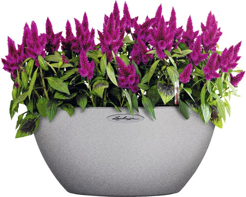Celosia bloemen in een plantenbak