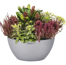 LECHUZA All-in-One Set Plantenschaal Stone Cubeto Kunststof grijs Ø 40 cm H 18 cm