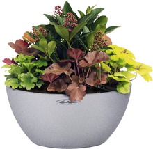 Bloempot beplant met verschillende plantsoorten