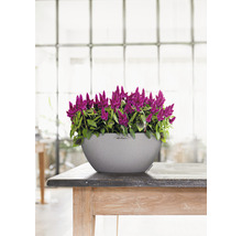 Celosia plant in een bloempot op een houten tafel