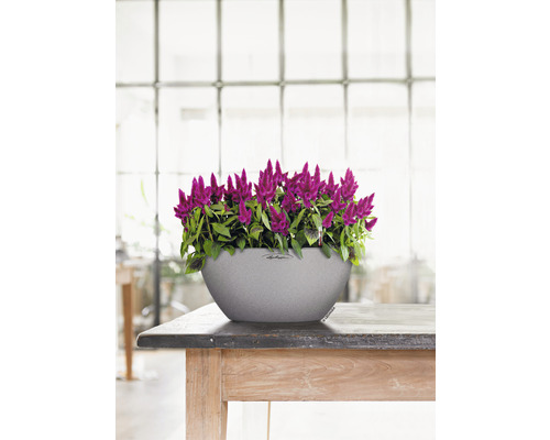 Celosia plant in een bloempot op een houten tafel
