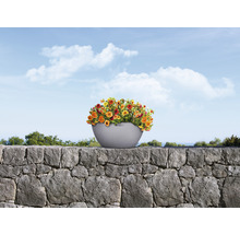 Bloempot met bloemen op een stenen muur