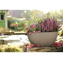 Beige plantenbak met heide en sneeuwbes buiten.