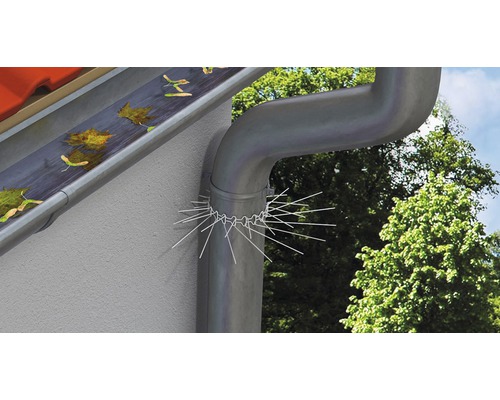 Regenpijp met vogelwering, omgeven door bomen