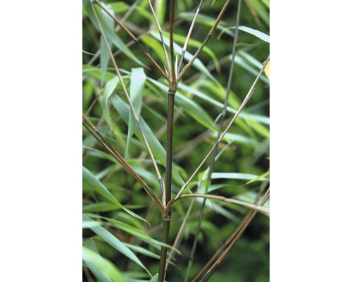 FloraSelf Bamboe Fargesia murielae 'Asian Wonder' potmaat Ø 23 cm H 60-80 cm Detailopname van een bamboestengel met bladeren