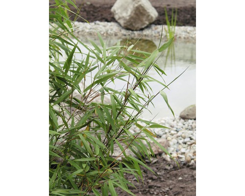 Bamboeplant bij een tuinvijver