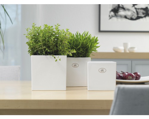 Decoratieve scène met drie witte, vierkante bloempotten met groene planten op een tafel