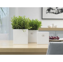 Drie witte keramische bloempotten met planten op een tafel