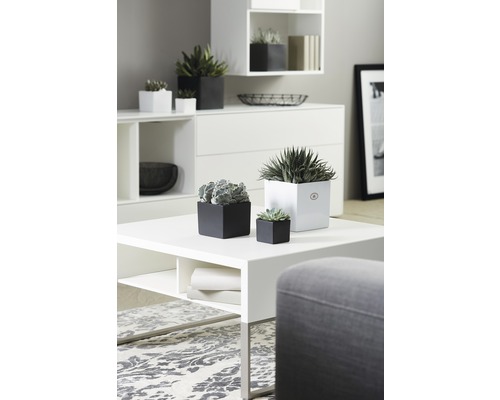 Woonkamerdecoratie met witte meubels en diverse potplanten in zwarte en witte plantenbakken.