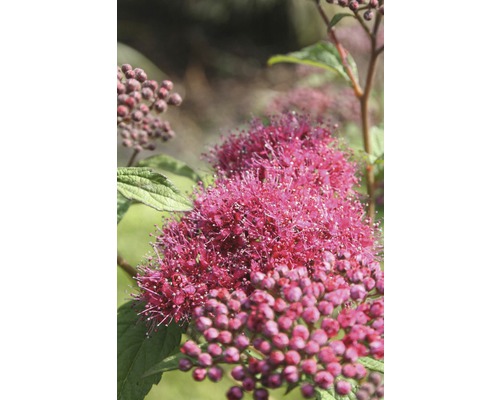 Close-up van een bloeiende Spiraea plant met bloemen en bladeren