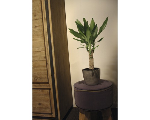 Decoratieve drakenboom plant in pot op een kruk, naast een kast