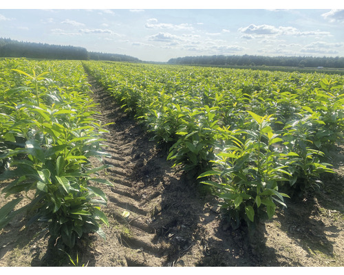 Veld met laurierplanten voor hagen