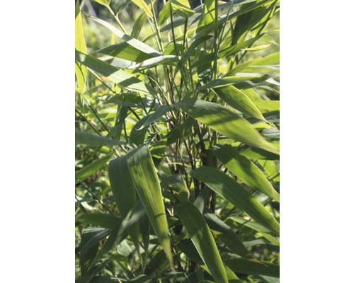 FLORASELF Bamboe Fargesia murieliae 'Panda' ® potmaat Ø 30 cm H 80-100 cm Bamboeplant met groene bladeren