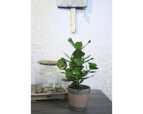 Kamerplant in pot op een tafel, naast een glazen pot met stukken hout