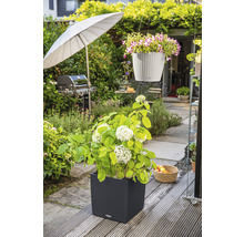 Tuinscene met een hortensia in een plantenbak en een hangplant