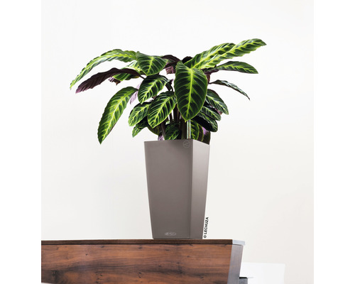 Pijlwortelplant in plantenbak