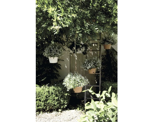 Tuinaanzicht met hangende bloempotten en een ladder tegen een muur