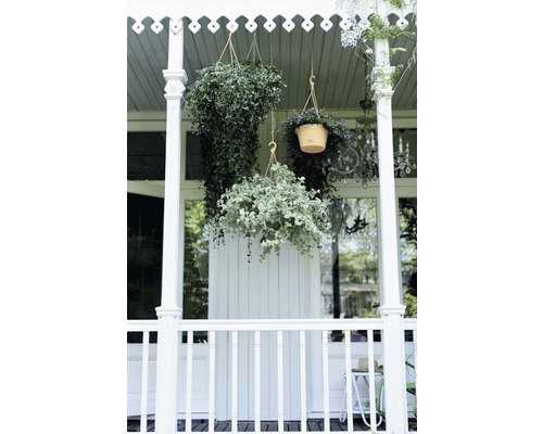 Veranda met hangende groene planten en witte houten elementen