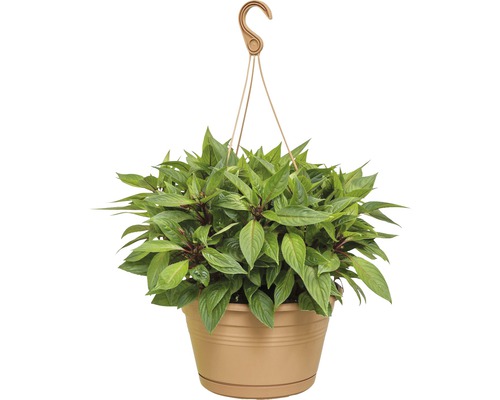 Hangplant in een pot met ophangmechanisme