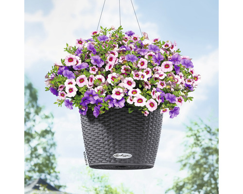 Hangende plantenbak met paarse en lichtroze bloemen